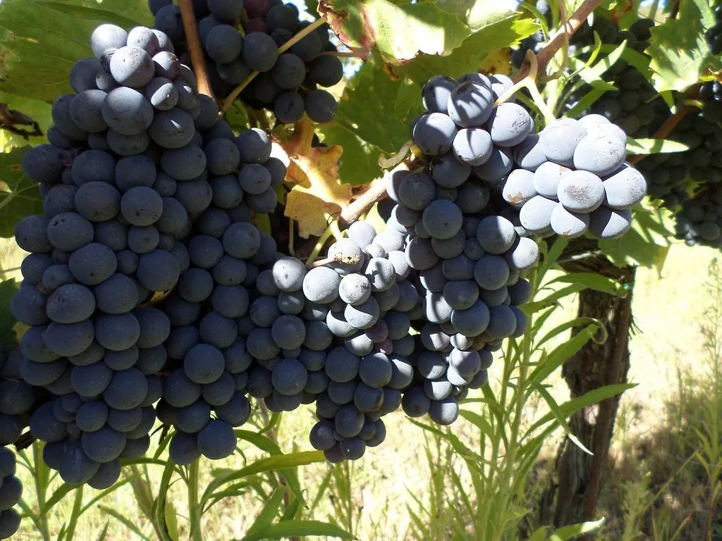 Tenuta Villa Rocchi Torrita di Siena 0*,